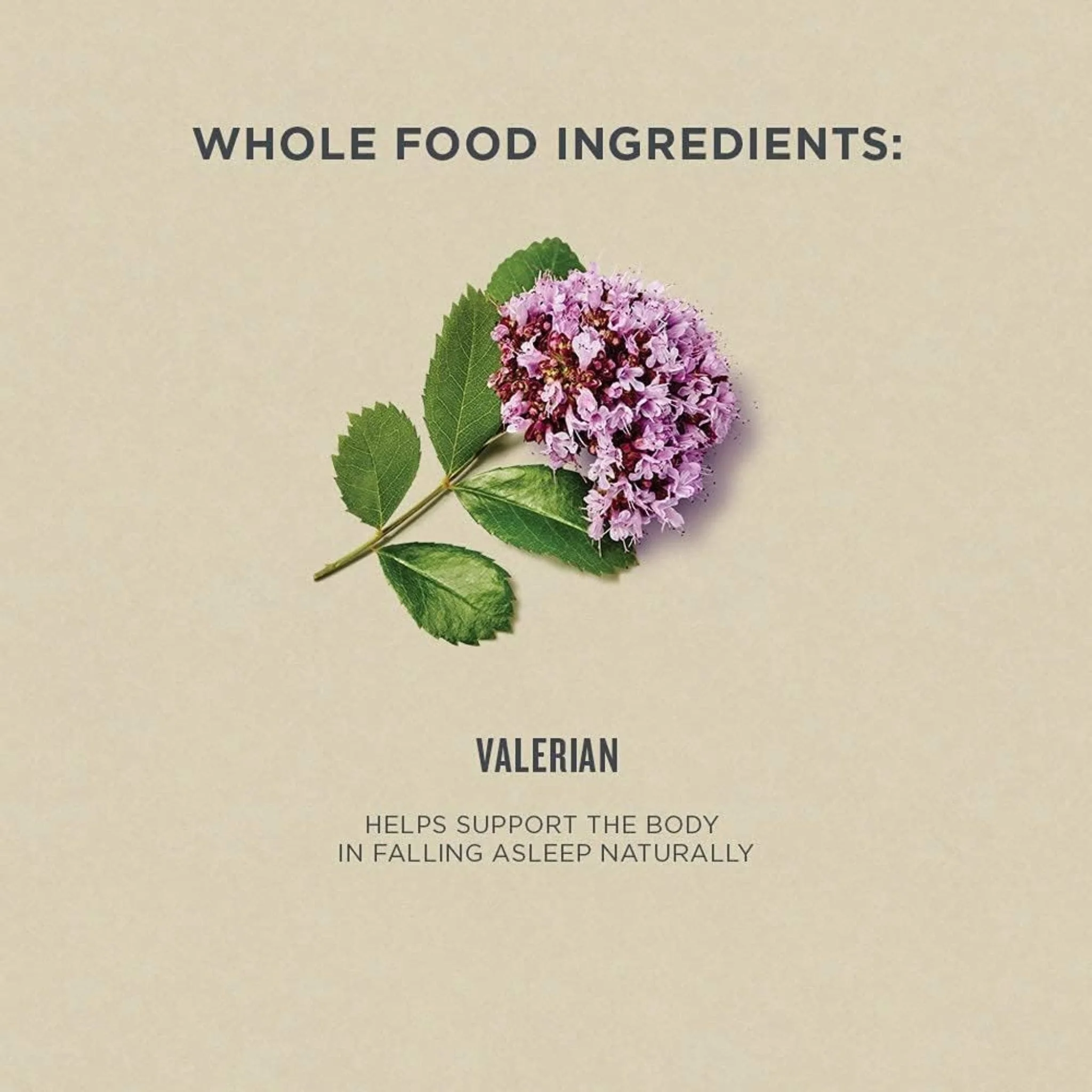 Botanica Valerian Liquid Herb (Aids Natural Sleep), 50ml - Image 4