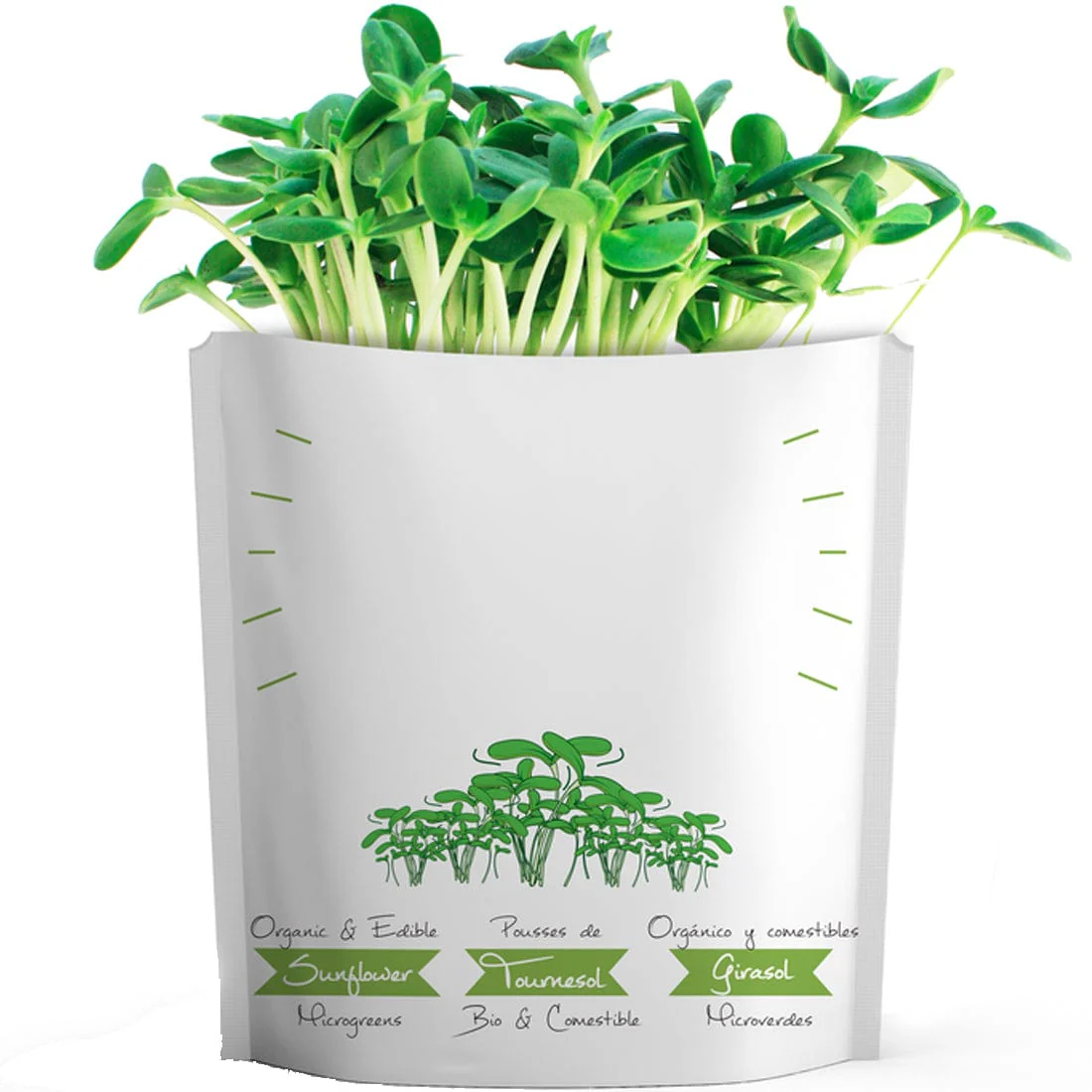 Gift A Green Greeting Cards, Blank Card, Sunflower Microgreens