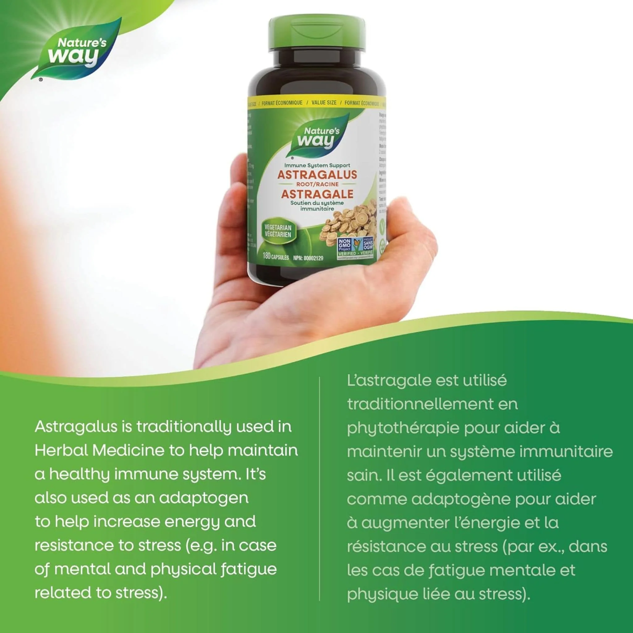 Nature's Way Astragalus Root - Image 11