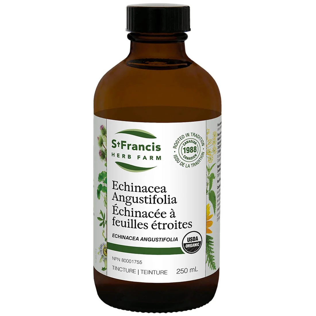 St. Francis Echinacea Angustifolia - Image 4